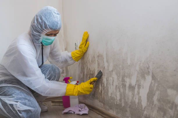 Cherry Branch, NC Mold Remediation Company