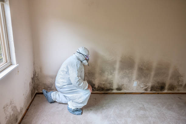 Best White Mold Remediation in Cherry Brah, NC